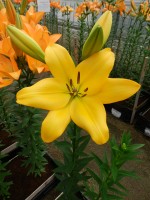 [5134 Kingsville VZ No01.JPG]